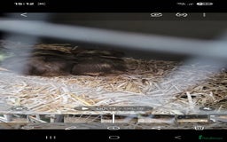 Guinea Pig rodents for sale: 2 seperated male guinea pigs - Image 2