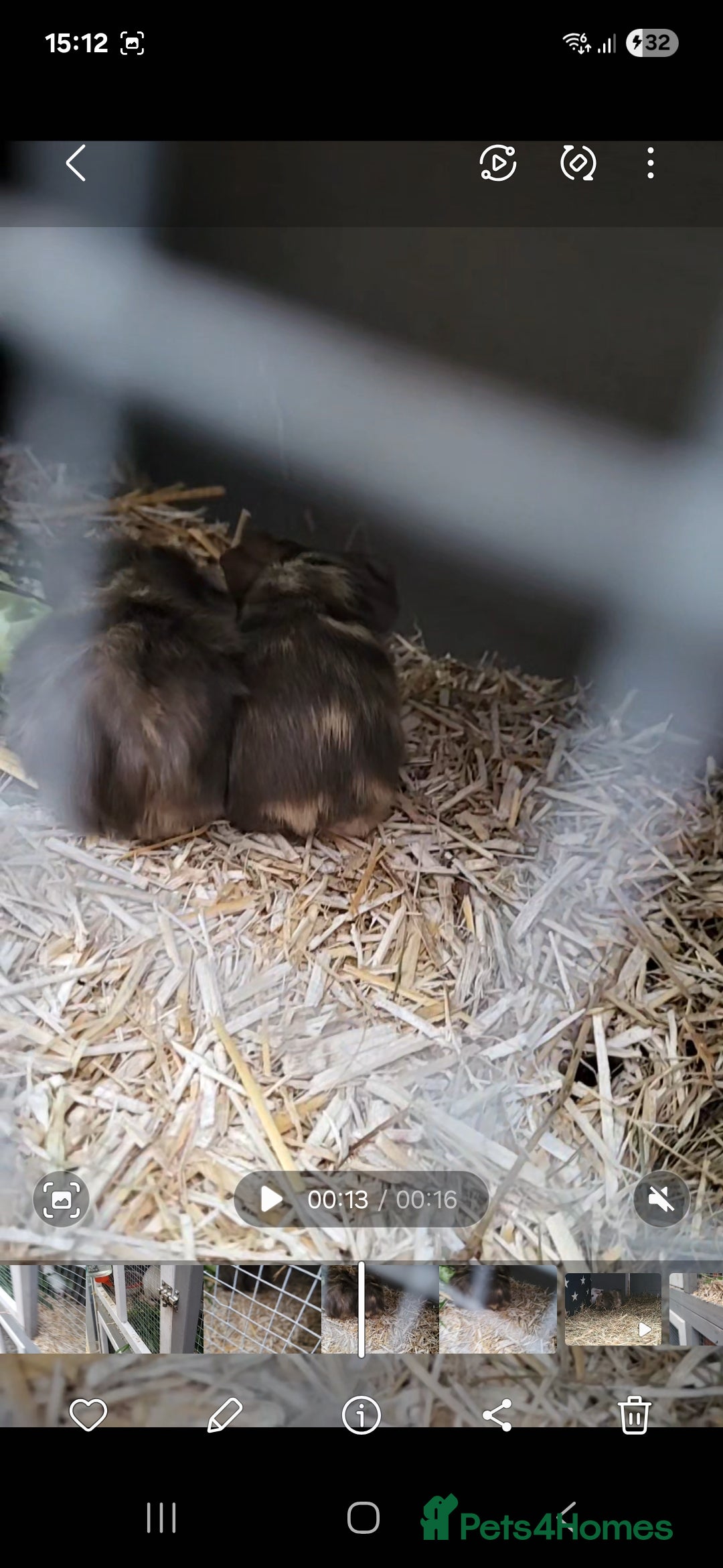 Guinea Pig rodents for sale: 2 seperated male guinea pigs - Image 2