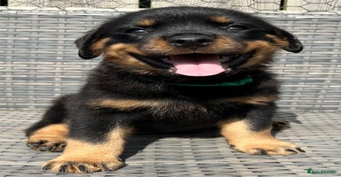 Rottweiler dogs - Advert 3