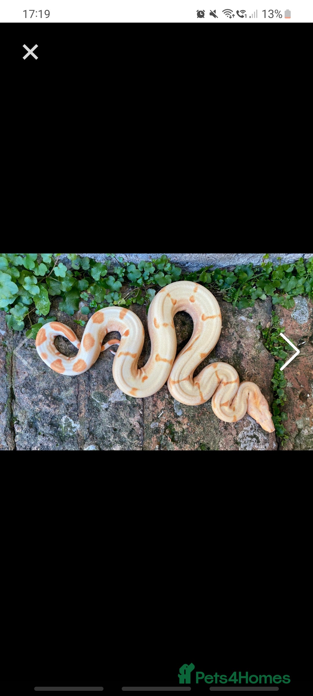 Boa Snake reptiles Various boa constrictor for sale - Advert 2