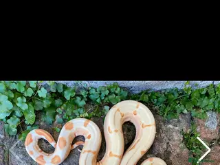 Boa Snake reptiles Various boa constrictor for sale - Advert 2
