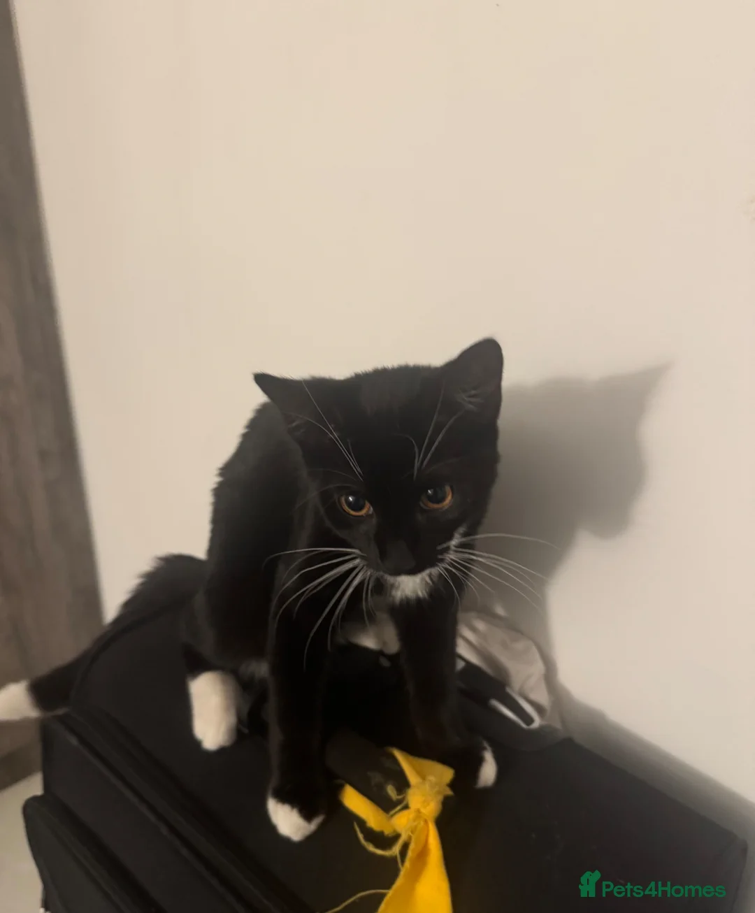 Mixed Breed cats for sale: Male Tuxedo cat  - Advert 2