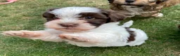 Havanese dogs for sale: 🩷BEAUTIFUL HAVENESE PUPPY’S🩵 - Advert 2