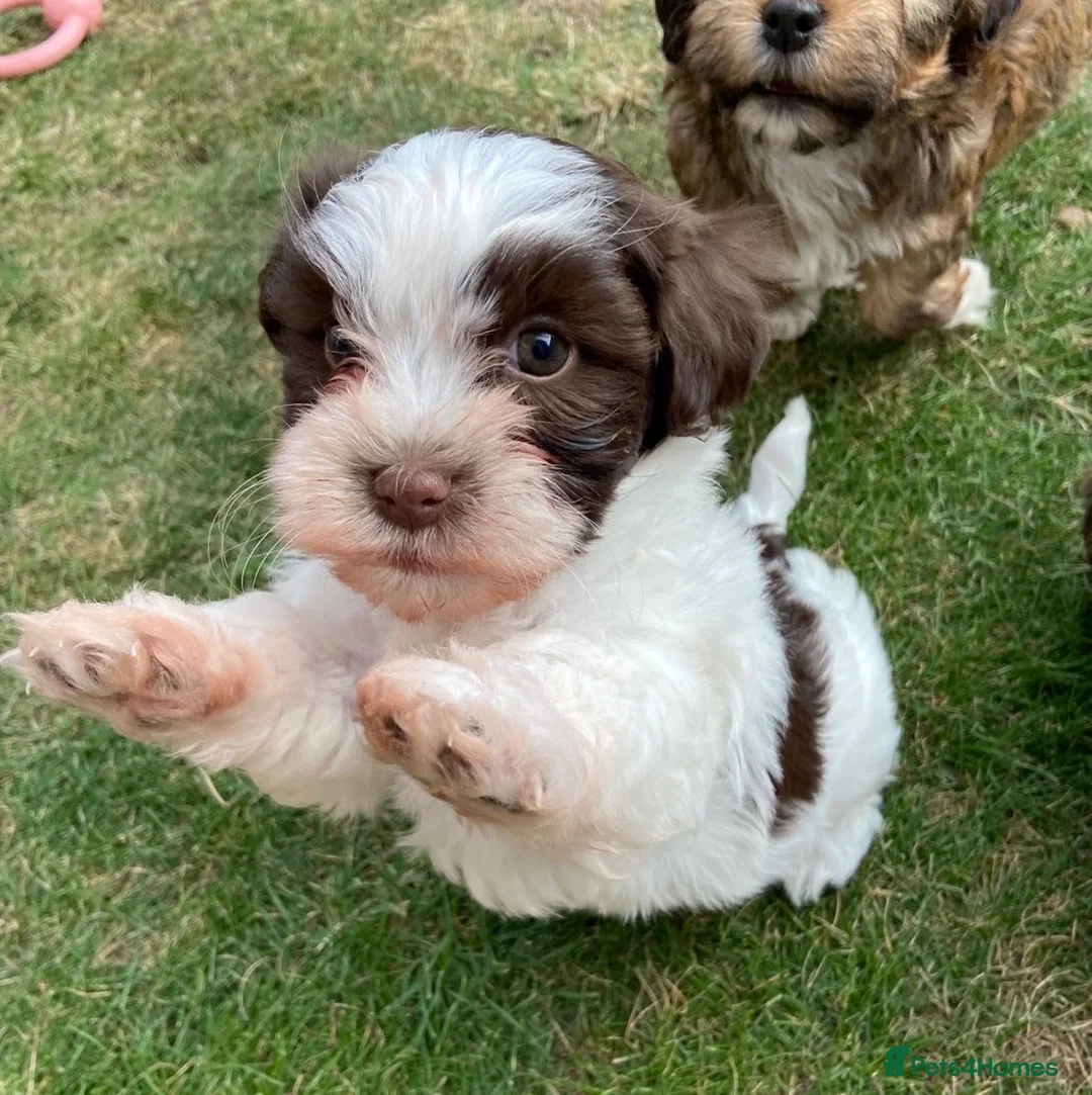 Havanese dogs for sale: 🩷BEAUTIFUL HAVENESE PUPPY’S🩵 - Advert 2