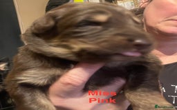 German Shepherd dogs for sale: Straight-topline German Shepherd puppies - Image 10