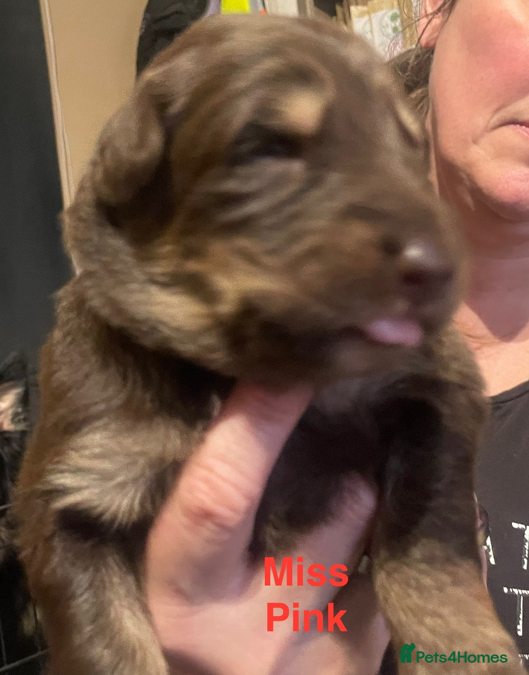 German Shepherd dogs for sale: Straight-topline German Shepherd puppies - Image 10