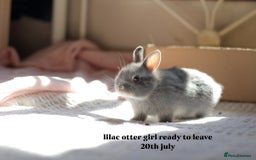 Netherland Dwarf rabbits for sale: pure bred netherland dwarf new litter - Image 2
