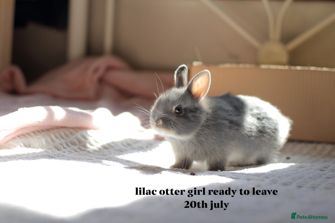 Netherland Dwarf rabbits for sale: pure bred netherland dwarf new litter - Image 2