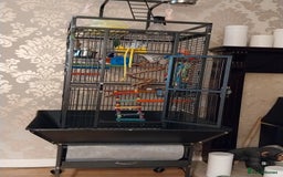 Parrots birds for sale: Indian ring neck parrot - Image 3