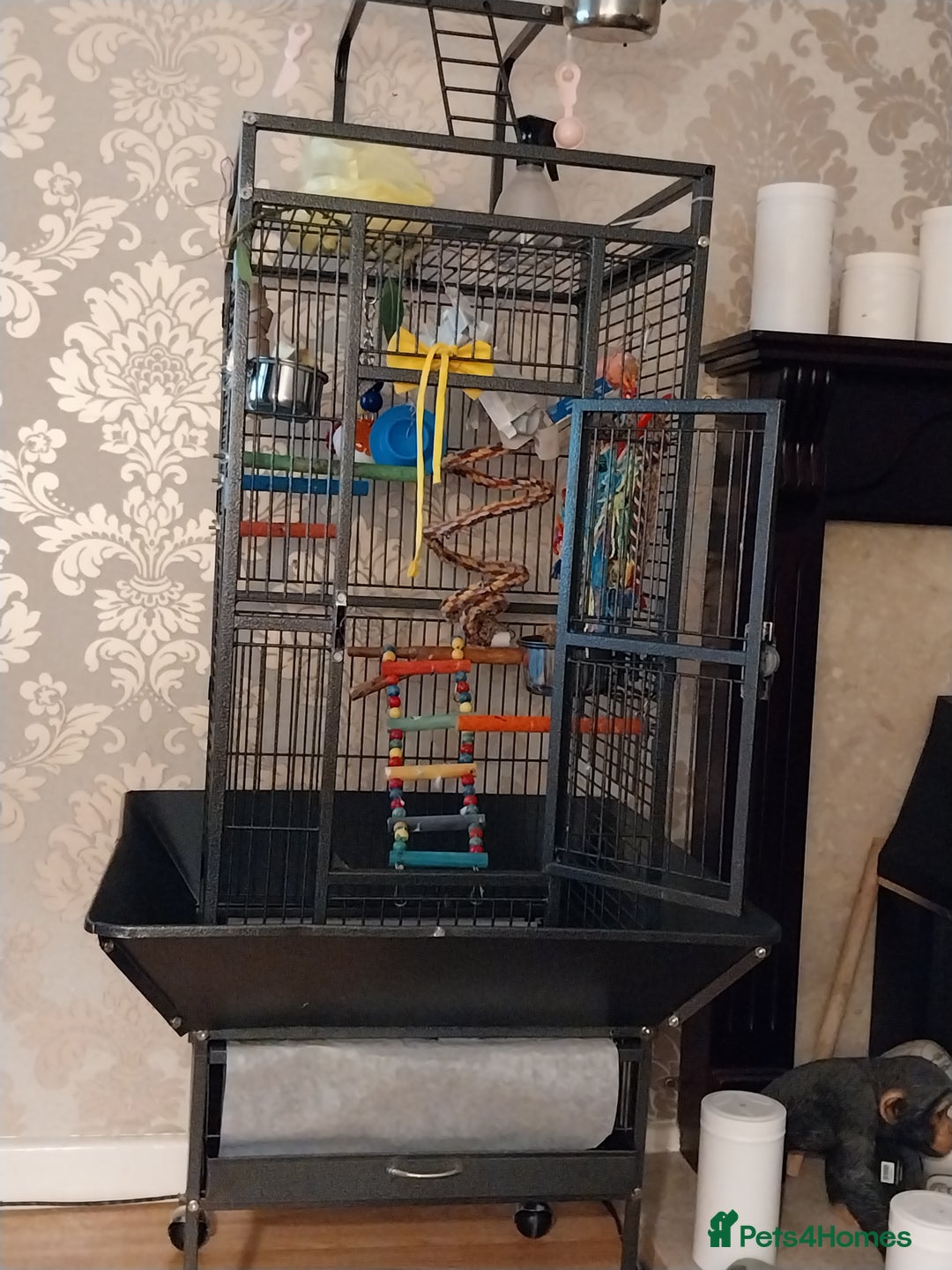 Parrots birds for sale: Indian ring neck parrot - Image 3