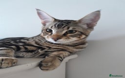 Savannah cats for sale: Full Pedigree TICA Reg Marbled Savannah Boy Kitten - Image 15