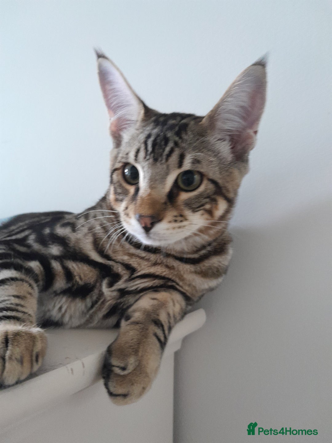 Savannah cats for sale: Full Pedigree TICA Reg Marbled Savannah Boy Kitten - Image 15