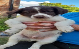 Sprollie dogs for sale: Border Collie x Springer Spaniel pups - Image 7