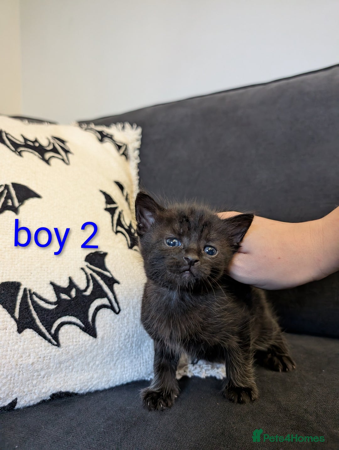 Mixed Breed cats for sale: Adorable kittens ready 12th October!! 🎃 - Image 5
