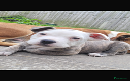Staffordshire Bull Terrier dogs for sale: Beautiful BlueBrindle & white Staffi - Image 3