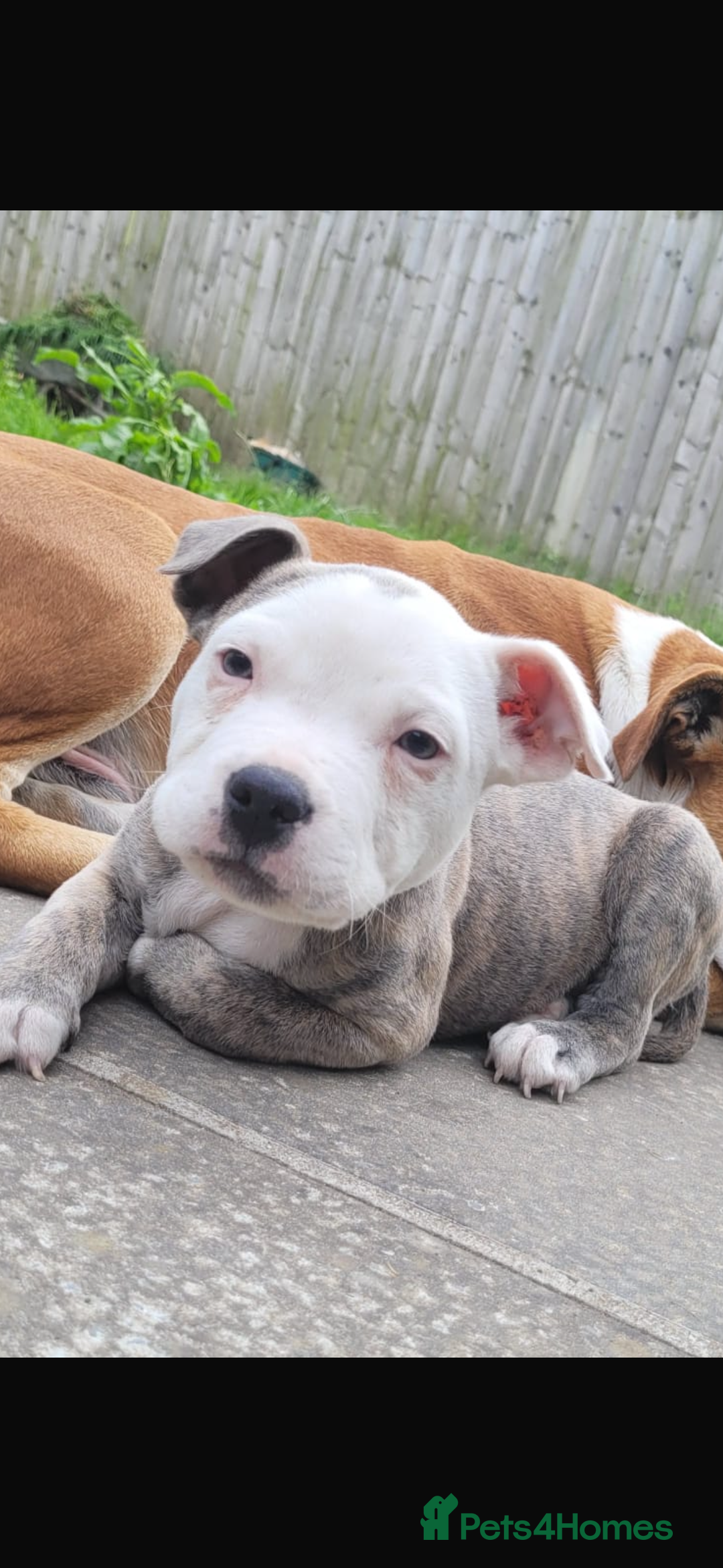 Staffordshire Bull Terrier dogs for sale: Beautiful BlueBrindle & white Staffi - Image 3