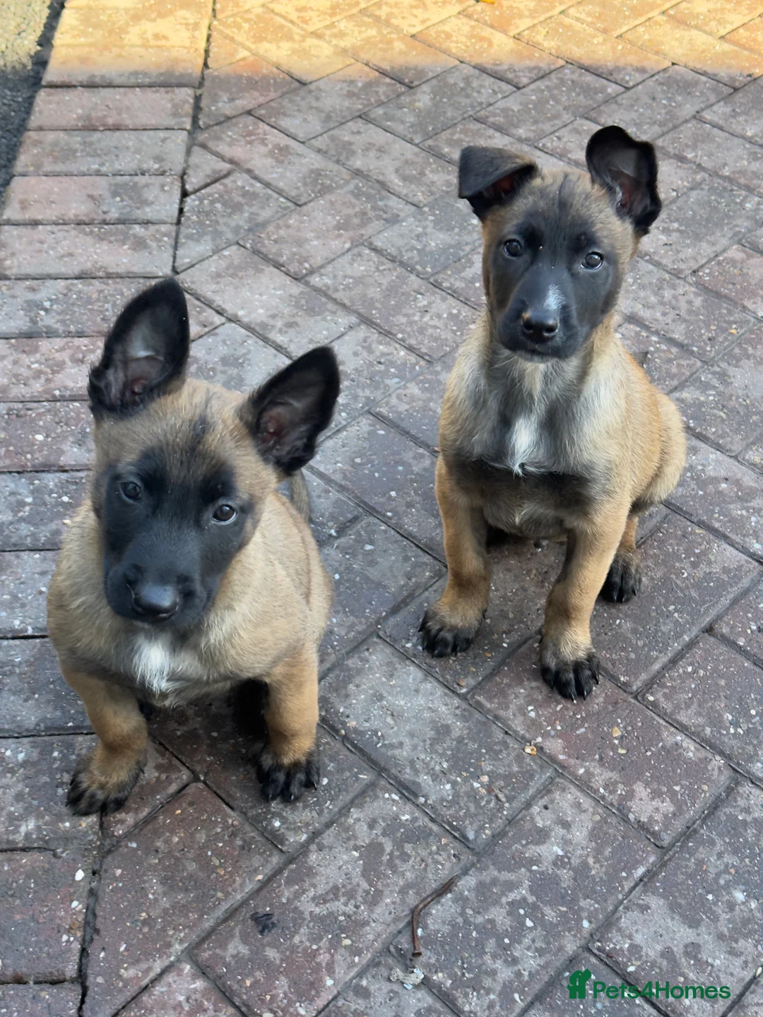 Belgian Shepherd Dog dogs for sale: Belgium Shepherd - Advert 1