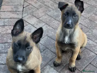 Belgian Shepherd Dog dogs Belgium Shepherd - Advert 10