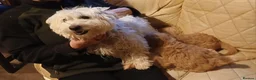 Cavapoo dogs for sale: Cavapoo F1b puppies  - Advert 4