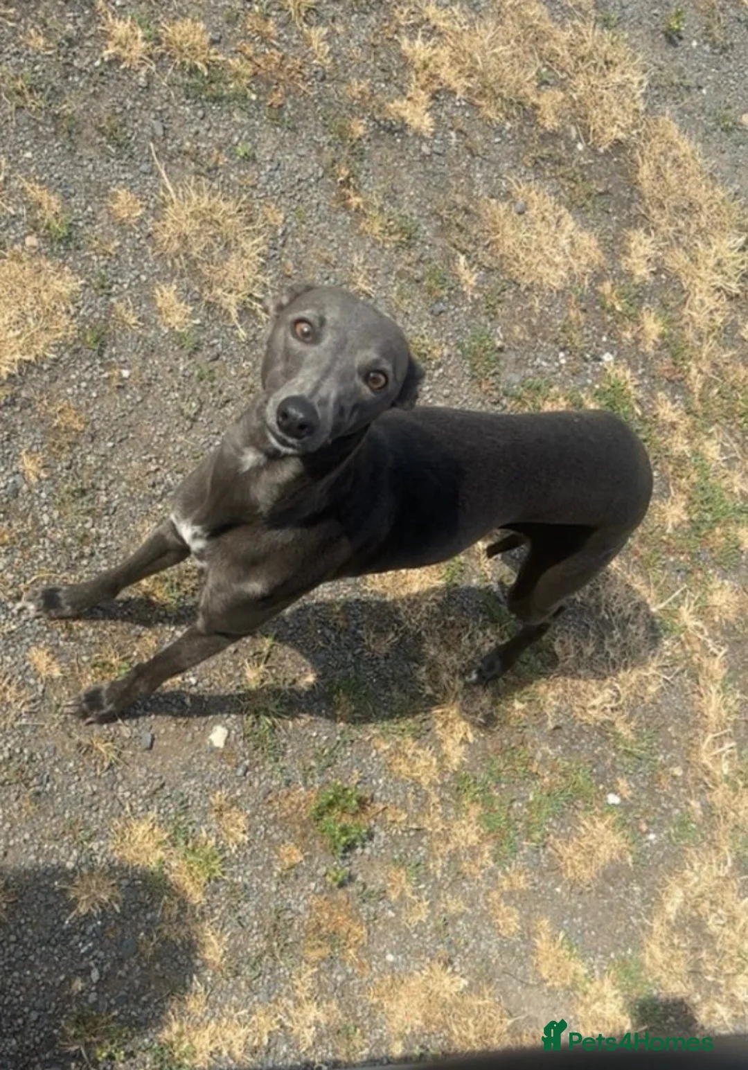 Whippet dogs for sale: Whippet bitch for rehomimg  in Doncaster - Advert 4