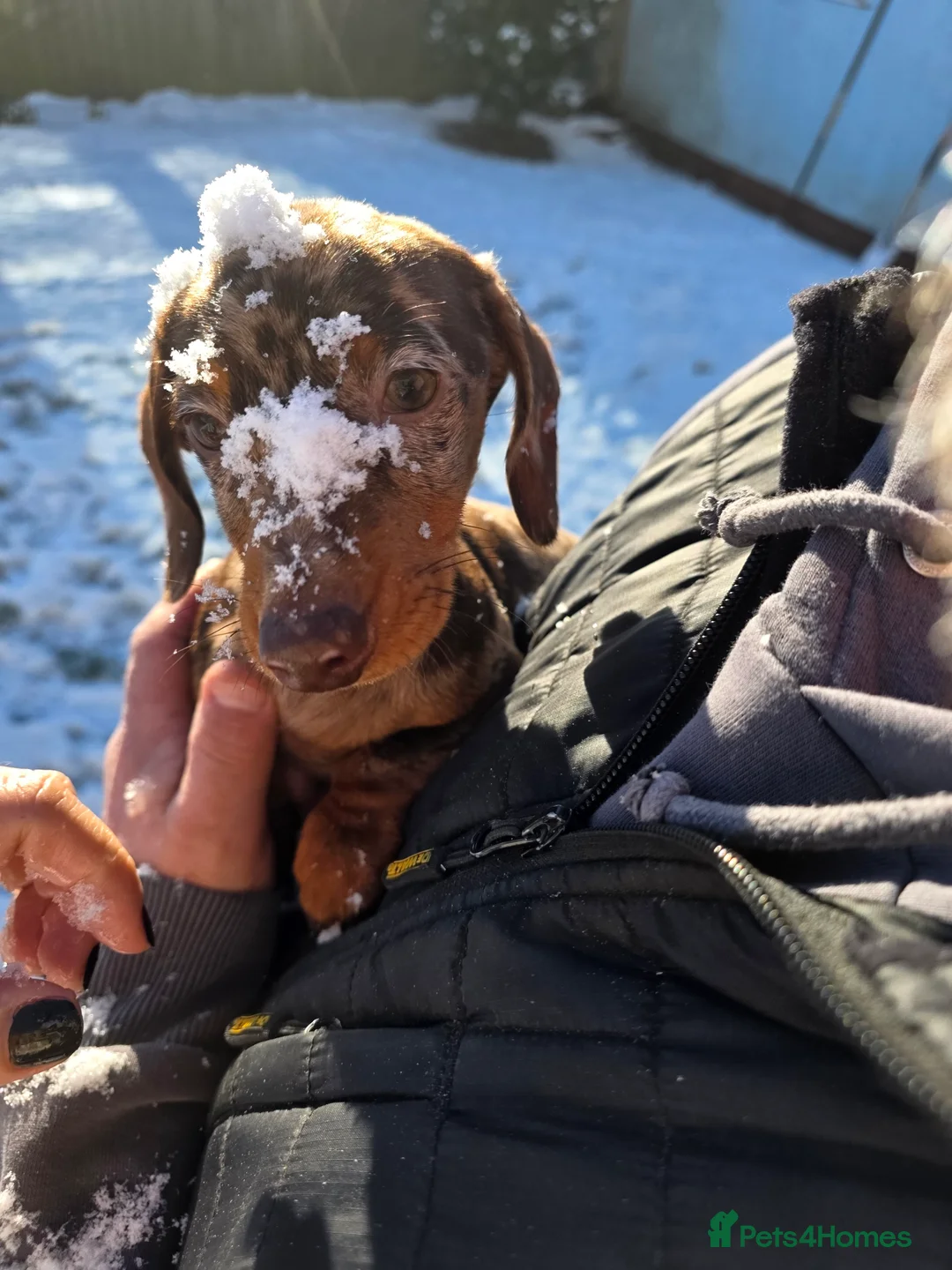 Miniature Dachshund dogs for sale: RESERVED KC Male choc&tan dapple smooth mini daxie - Advert 3