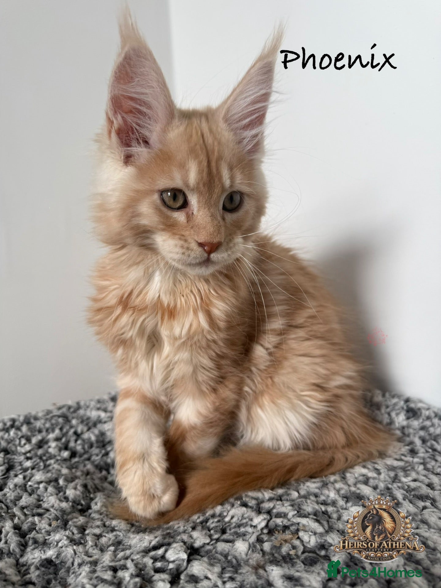 Maine Coon cats 🐾 Maine Coon Kittens TICA Registered 🐾 - Advert 1