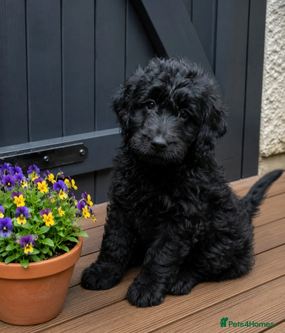 Goldendoodle dogs for sale: Beautiful miniature F1 Goldendoodle - Advert 1