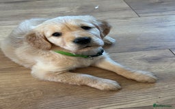 Golden Retriever dogs for sale: Gorgeous Working Type Golden Retriever Puppies  - Image 31