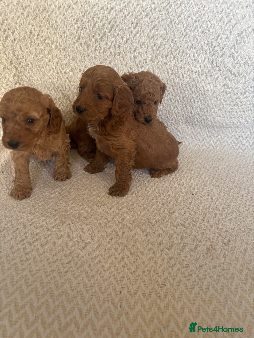 Cockapoo dogs for sale: Cockapoo puppies - Advert 3