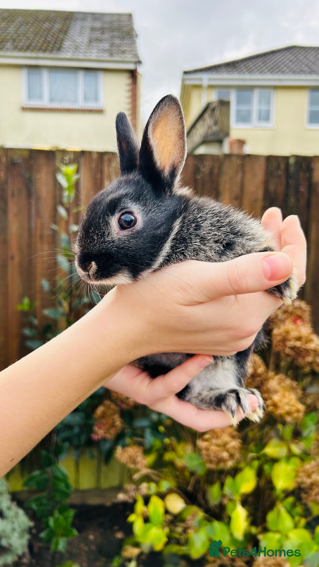 Netherland Dwarf rabbits for sale: Netherlands dwarf bunnies  - Advert 2