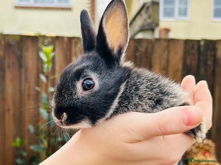 Netherland Dwarf rabbits Netherlands dwarf bunnies - Advert 2