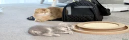 Scottish Fold cats for sale: TICA registered full pedigree Kittens - Advert 24
