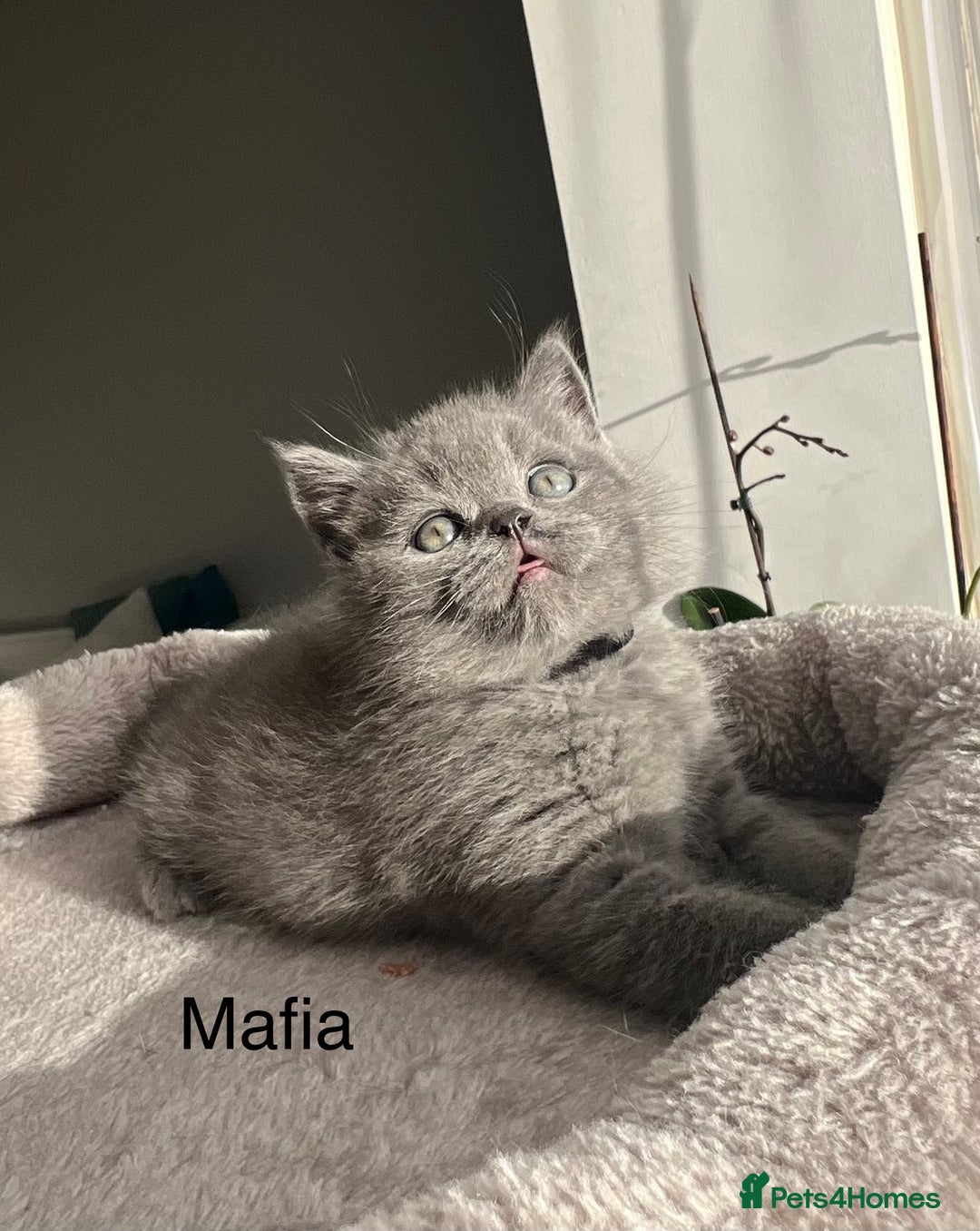 British Shorthair cats for sale: GCCF registered British Shorthair kittens  - Advert 6