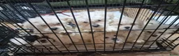 Mixed Breed dogs for sale: Bichon freise cross Bichon terrier  - Advert 10