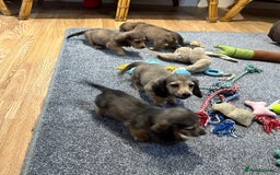 Miniature Dachshund dogs for sale: Gorgeous shaded cream pups - Image 30