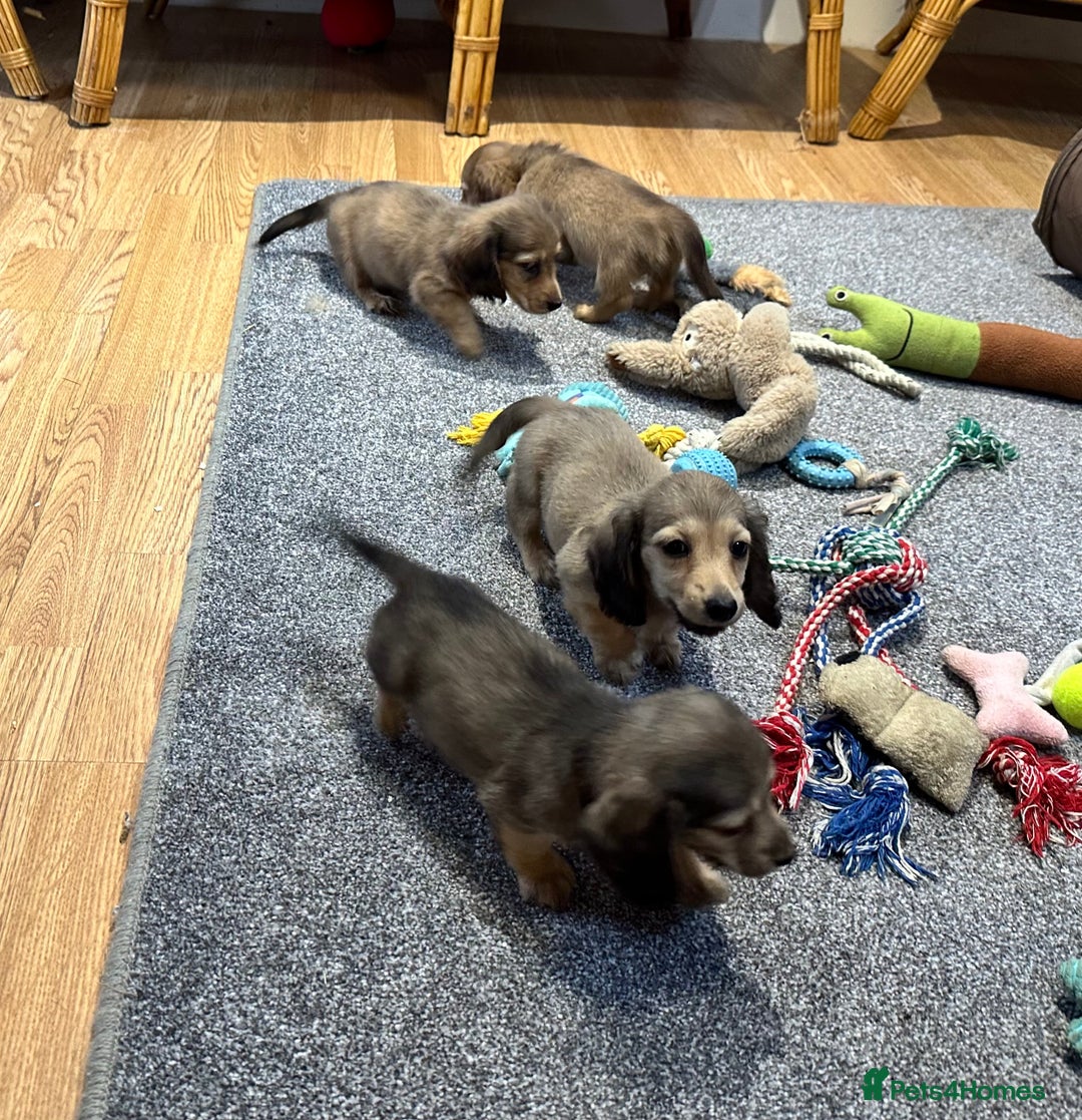 Miniature Dachshund dogs for sale: Gorgeous shaded cream pups - Image 30