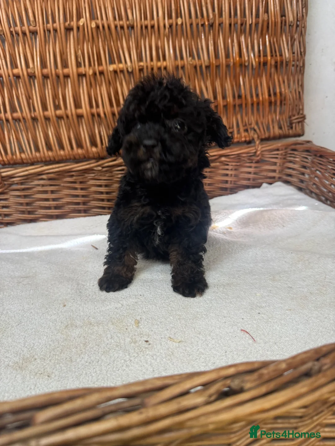 Jackapoo dogs for sale: F1b toy jackapoo puppies  - Advert 8