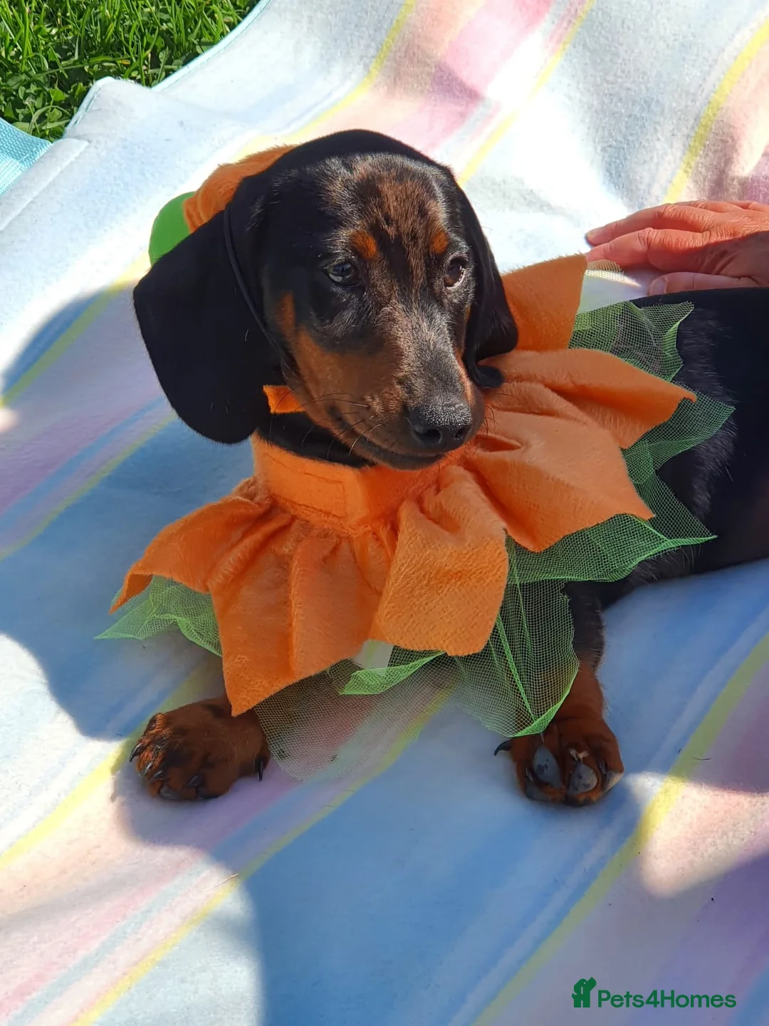 Dachshund dogs for sale: Stunning Male Pedigree Daschund - Advert 2