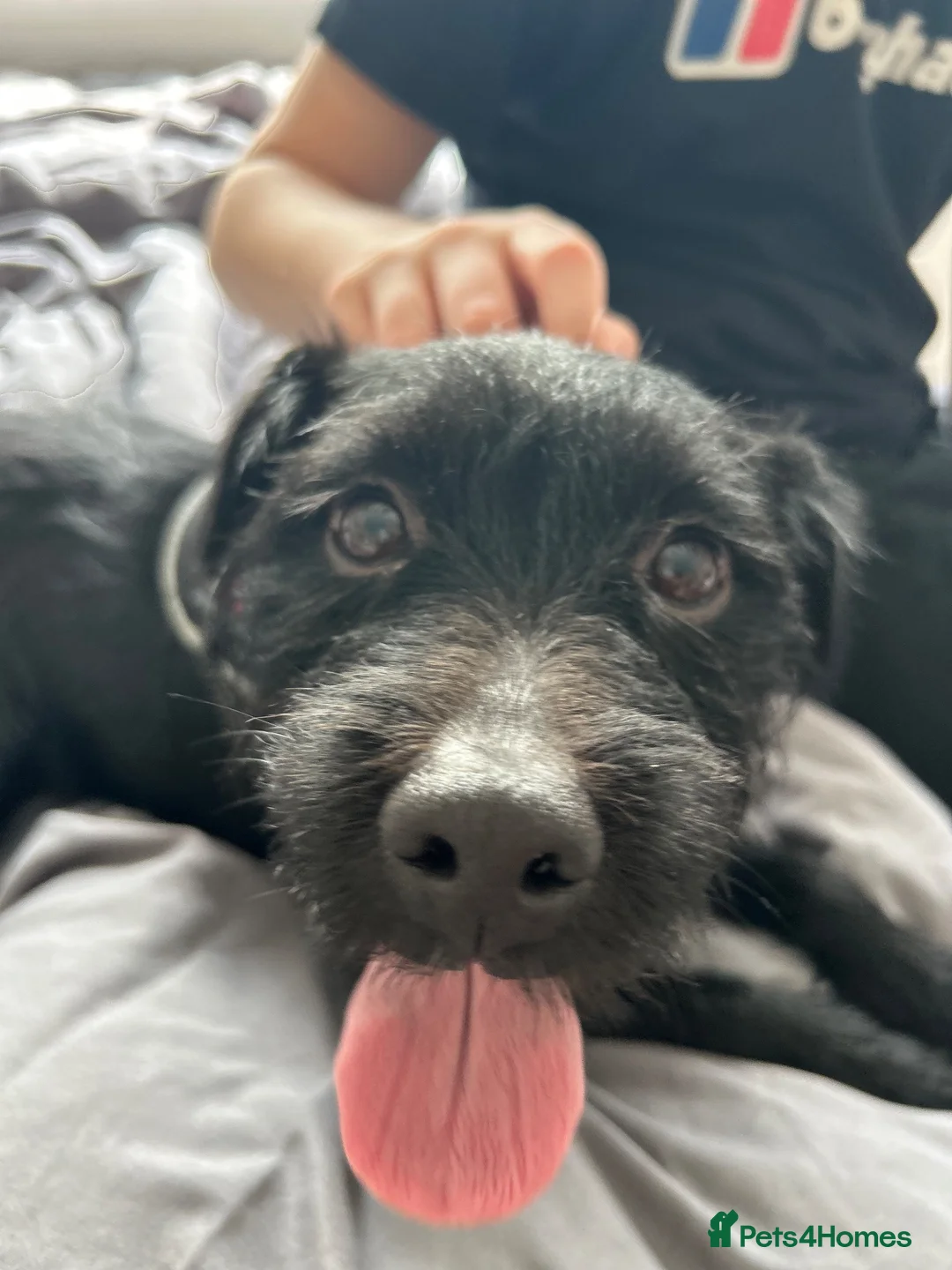 Patterdale Terrier dogs for sale: Frank 🐾🐕‍🦺 in Wirral - Advert 1