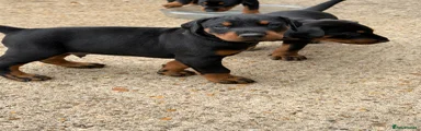 Dobermann 3
