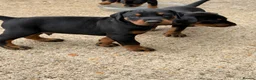 Dobermann dogs for sale: KC Registered Doberman Puppies 🐾 - Advert 8