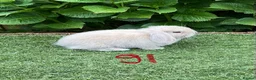 Mini Lop rabbits for sale: Pure bred mini lops baby rabbits  - Advert 3
