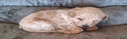 Maltipoo dogs for sale: Six beautiful Maltipoo puppies - Advert 13