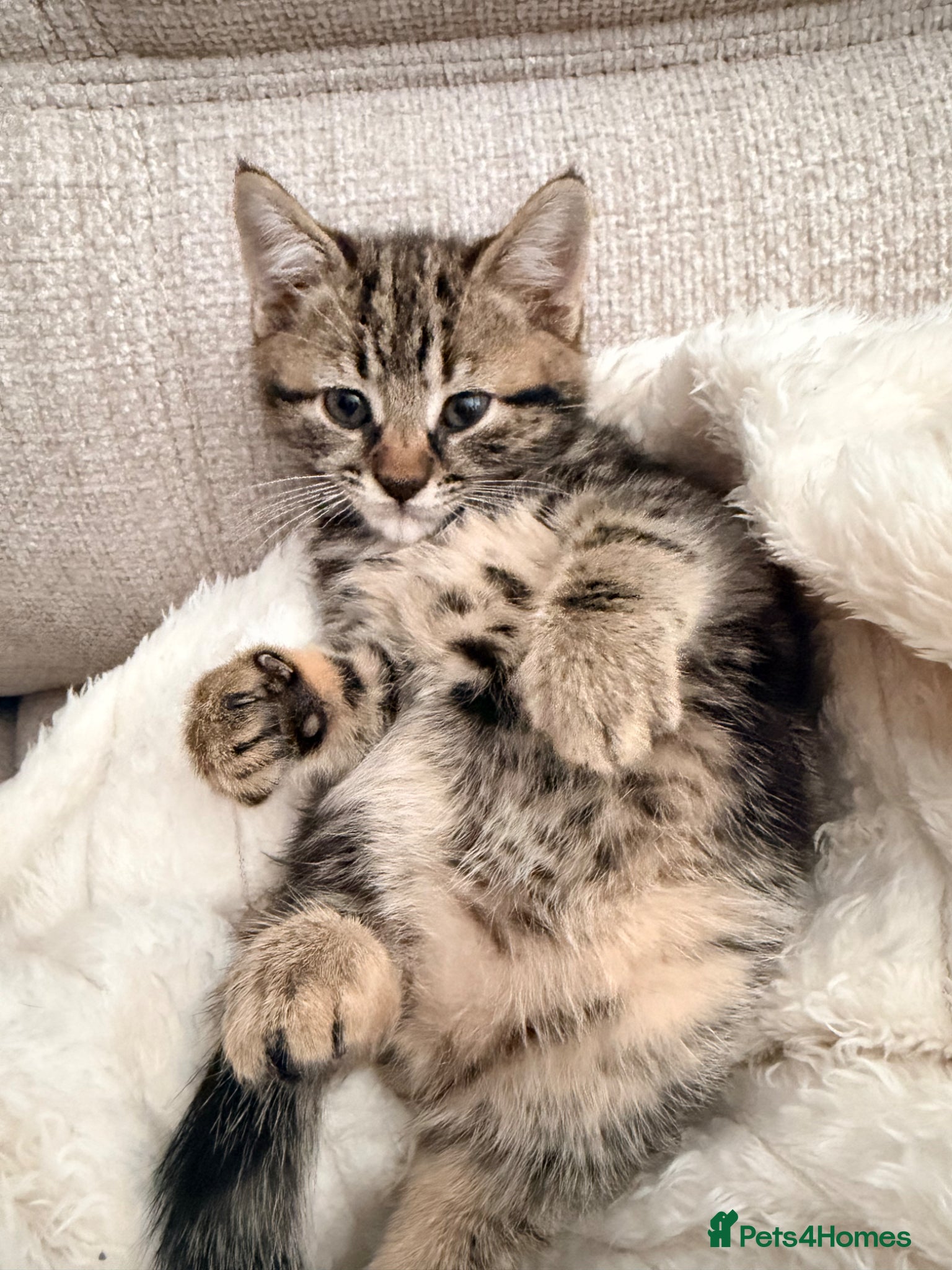 Mixed Breed cats 3 kittens for sale  - Advert 1