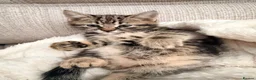 Mixed Breed cats for sale: 3 kittens for sale  in Swanley - Advert 1
