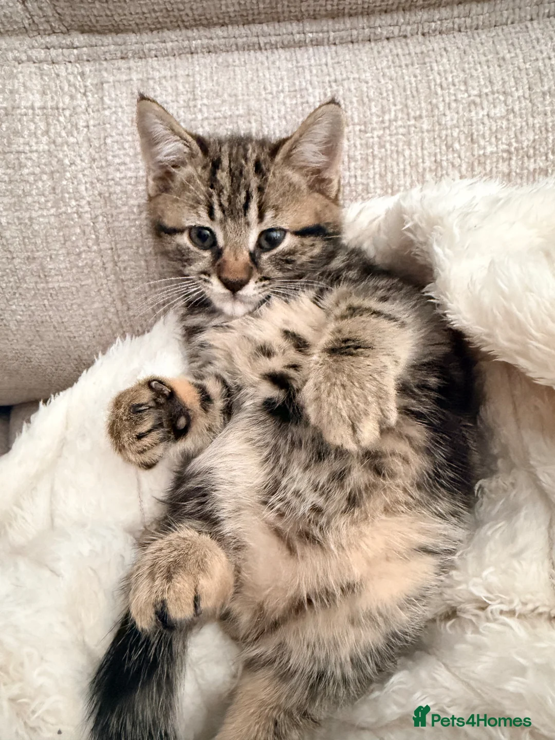 Mixed Breed cats for sale: 3 kittens for sale  in Swanley - Advert 1
