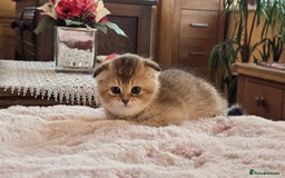 Scottish Fold cats for sale: British shorthair and Scottish fold - Image 9