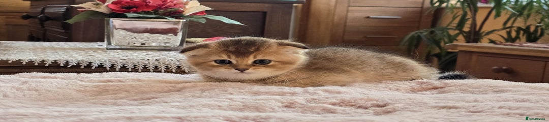 Scottish Fold Kitten 2