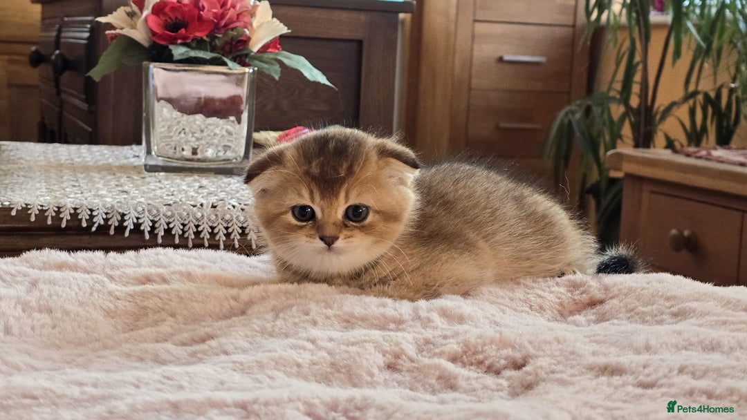 Scottish Fold cats for sale: British shorthair and Scottish fold - Image 9