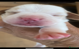 Beagle dogs for sale: Beautiful beagle boys kc reg ready 19 sept  - Image 12